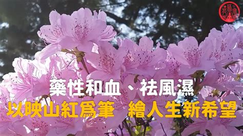 杜鵑寓意|杜鵑花花語：節制與幸福，種植指南與文化意義 